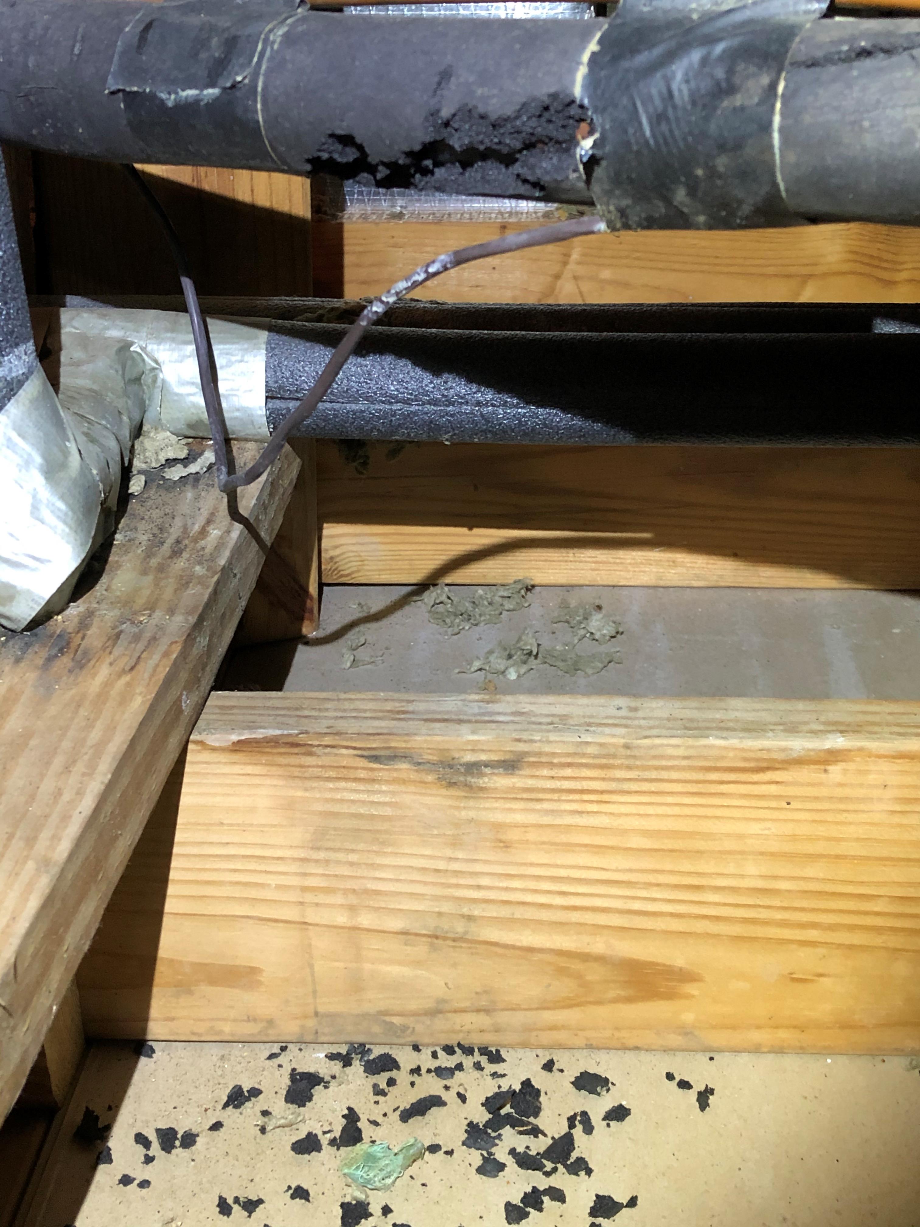 Signs of Rodents in Attic